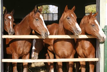 رضيات الفروسية وإسطبلات الخيل