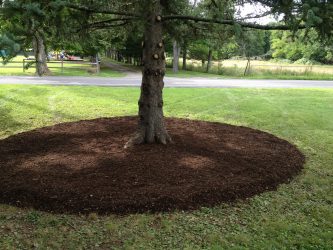 Landscape Tree Ring